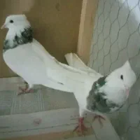 طوقی سرور کاکلی نروماده جوجه سال ب شرط