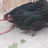 مرغ تخم گذار درجه یک