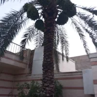 بریدن نخل قطع درخت هرس نخل سمپاشی نخل استاد نخل|خدمات باغبانی و درختکاری|اهواز, فاز ۲ پادادشهر|دیوار