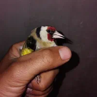 سهره ماده بهاره