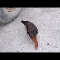 نیمچه مرغ و خروس محلی اصل|حیوانات مزرعه|گنبد کاووس, |دیوار