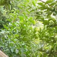 باغ ویلا  تنگ چنار نیمه ساز