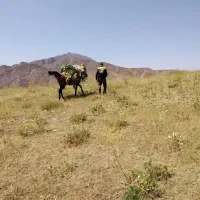 اسب مادیان|اسب و تجهیزات اسب‌سواری|هشتگرد, هیو|دیوار