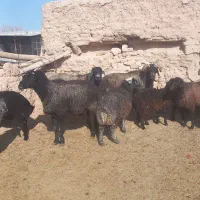 سه قوچ به فروش میرسد