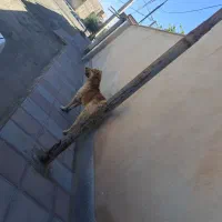سگ گله ای