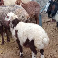 میش وبره|حیوانات مزرعه|سیوان, |دیوار