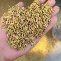 چلتوک عنبر بو شوشتر|خوردنی و آشامیدنی|اصفهان, براآن شمالی|دیوار