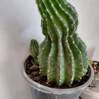 حراج گلهای طبیعی آپارتمانی