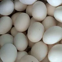 تخم مرغ محلی