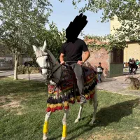 اسب مادیون عرب یک سر|اسب و تجهیزات اسب‌سواری|ورامین, ورامین|دیوار