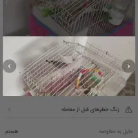 فنچ مرغ عشق یدونه طوطی برزیلی|پرنده|قزوین, |دیوار