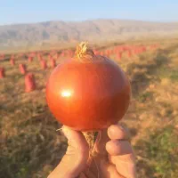 پیاز فلات|خوردنی و آشامیدنی|گرمخان, |دیوار