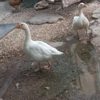 غز