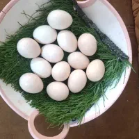 تخم مرغ لاری اصل افغانی