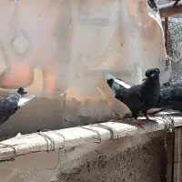 دم سفید ماده همه رنگ
