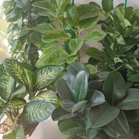 گل‌های آپارتمانی