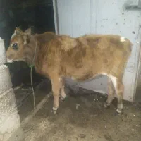 گوسالهمادهتالشی