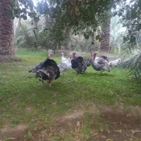 بوقلمون نر و ماده