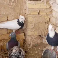 یک جفت طوقی سیاه