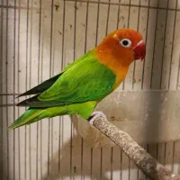 کوتوله برزیلی اپلاین