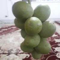 حاصل گیردوی ۱۴۰۴|خوردنی و آشامیدنی|قم, علی آباد|دیوار