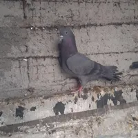 گمشده جوجه نیلا دیروز صبح