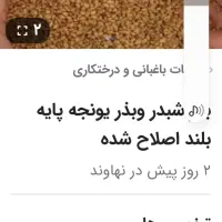 تخم شبدر سه چین