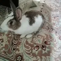 خرگوش|موش و خرگوش|تهران, دریا|دیوار