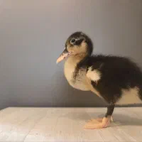 جوجه‌ اردک