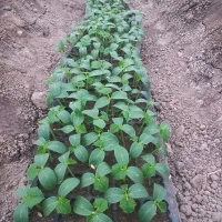 نهال خیارگلخونی