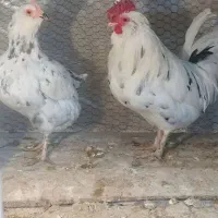 مرغ گلین کرچ