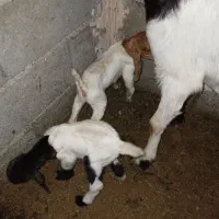 بز ودوکهر فروشی نیس|حیوانات مزرعه|میناب, |دیوار