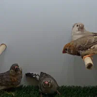 فنچ زبرا هاف اورنج