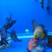 آکواریوم دلسا ۸۰ سانت و ماهی های دیسکس|ماهی|اصفهان, سپاهانشهر|دیوار