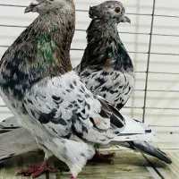 کبوتر سرور تهرنی|پرنده|قزوین, |دیوار