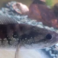 چانا|ماهی|تهران, مشیریه|دیوار