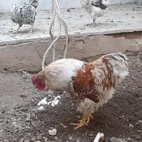 خروس ویاندوت اصل