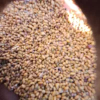 فروش بذر یونجه با ضمانت