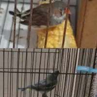 یک فنج ماده ویک سهره نرسبز دم زرد