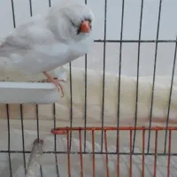 فنج جامبو وشارکول وانگلیسی|پرنده|بندرعباس, |دیوار