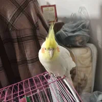 عروس،هلندی|پرنده|مشهد, رضاییه|دیوار