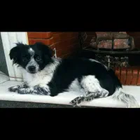 سگ ماده نژاد اشتپیز|سگ|یزد, |دیوار