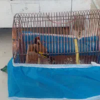 سهره نر باقفس|پرنده|تبریز, |دیوار