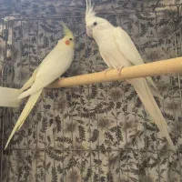 جفت عروس هلندی