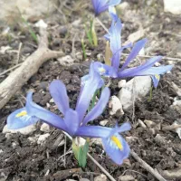 milli-msvuc کد دعوت