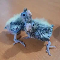 قبول واگذاری پرنده شما