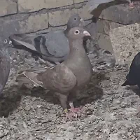حبشی سوری