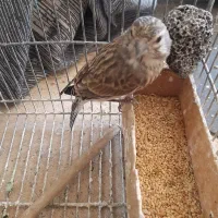 تعدادی گلبسر سهره قناری جوجه