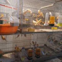 فروش انواع قناری