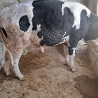 گوساله نر|حیوانات مزرعه|ایوان, |دیوار